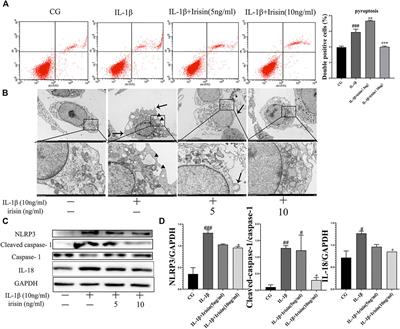 Mechanical Stimulation Protects Against Chondrocyte Pyroptosis Through Irisin-Induced Suppression of PI3K/Akt/NF-κB Signal Pathway in Osteoarthritis